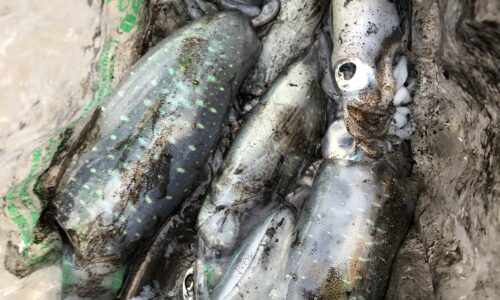 21年 2月の記事一覧